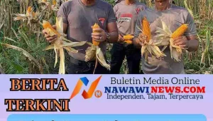 Brimob Sumut Gelar Panen Raya Jagung, Wujud Nyata Dukung Ketahanan Pangan Nasional