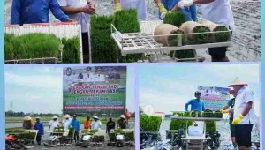 Wujudkan Pertanian Modern dan Mandiri, Lewat Gerakan Tanam Padi dengan Mekanisasi bersama Bupati Asri Luddin Tambunan