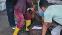 P3AP2KB Deli Serdang Sembelih Hewan Qurban 