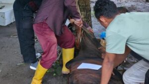 P3AP2KB Deli Serdang Sembelih Hewan Qurban