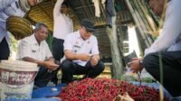 Panen Cabai di Payabakung, Bupati Pastikan Dukungan untuk Petani Terus Diperkuat
